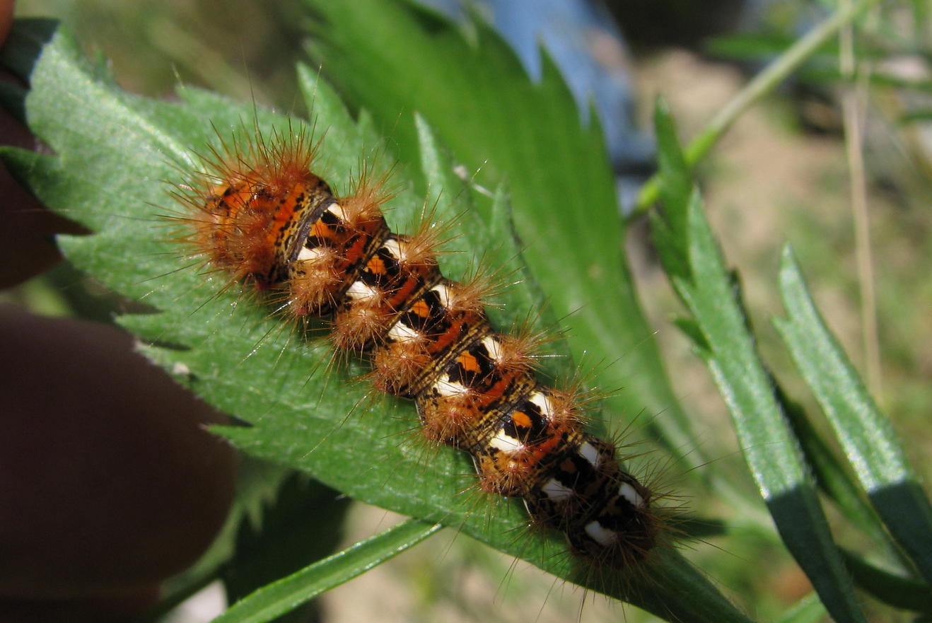 bruco da identificare :  Acronicta rumicis